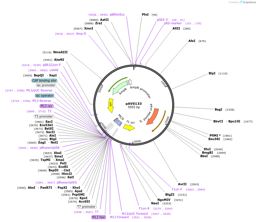 133467-plasmid-map-sequence-id-263782