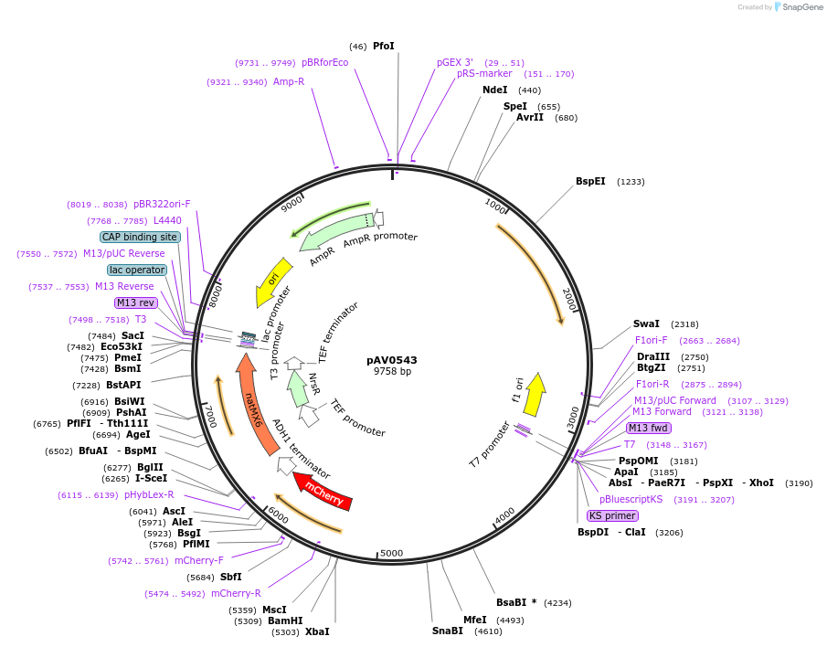 133493-plasmid-map-sequence-id-263784