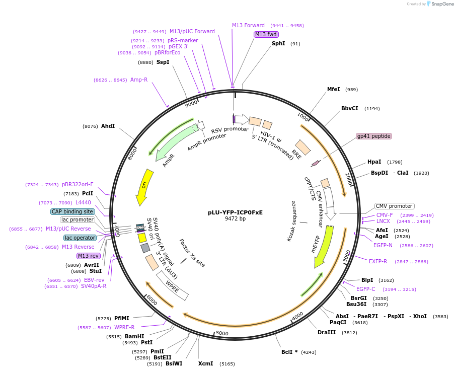 134564-plasmid-map-sequence-id-263785
