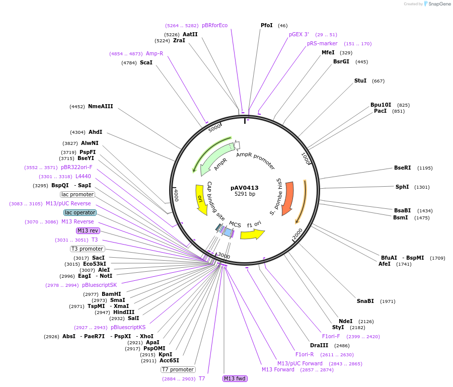 133470-plasmid-map-sequence-id-263786