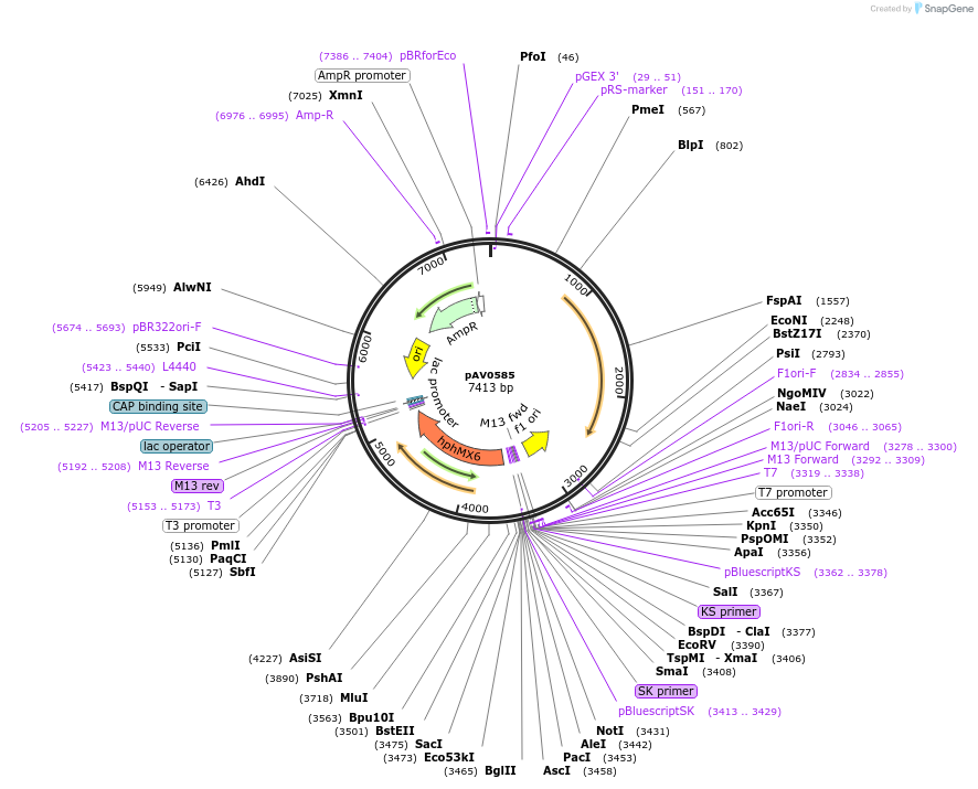 133472-plasmid-map-sequence-id-263796
