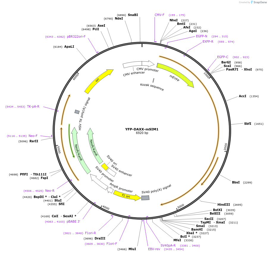 134524-plasmid-map-sequence-id-263815
