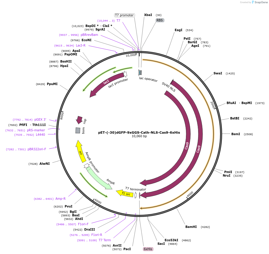 62373-plasmid-map-sequence-id-263816