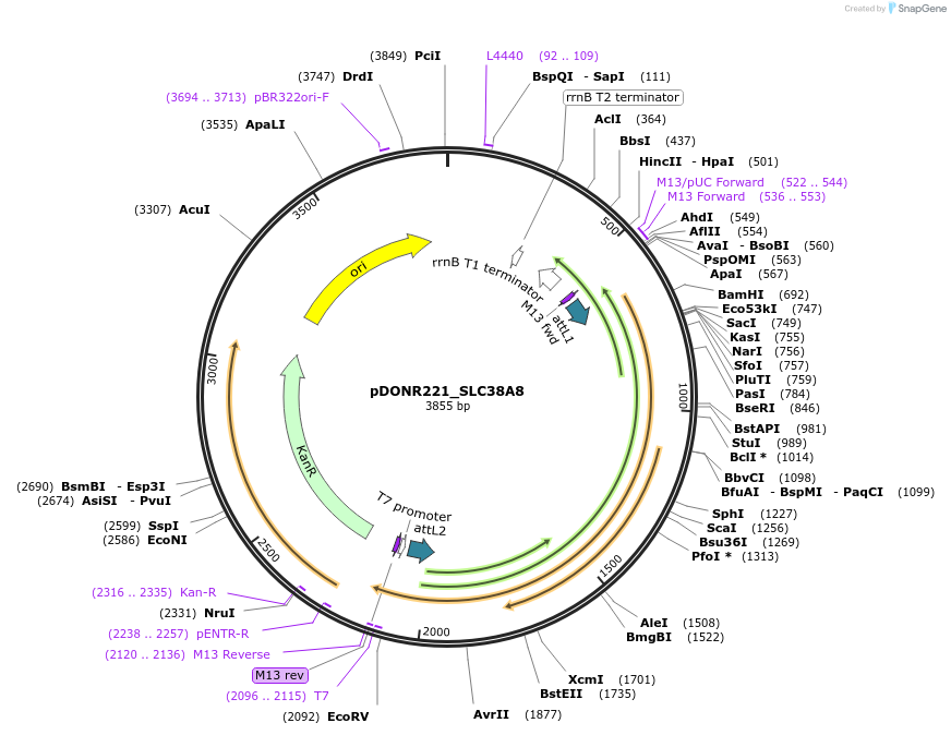 132082-plasmid-map-sequence-id-263855