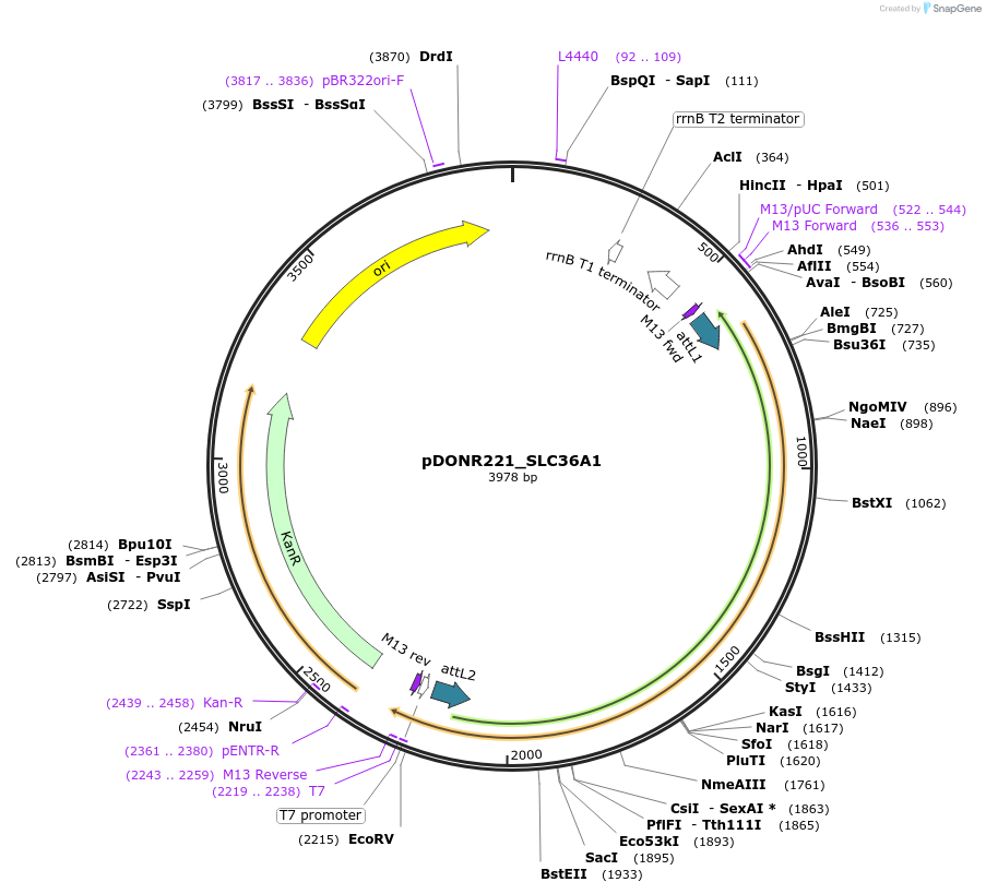 132084-plasmid-map-sequence-id-263858