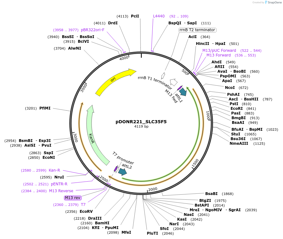 132085-plasmid-map-sequence-id-263859