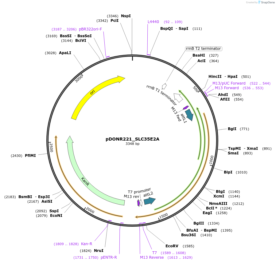 132086-plasmid-map-sequence-id-263860
