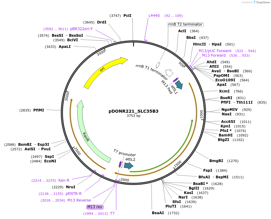 132087-plasmid-map-sequence-id-263861