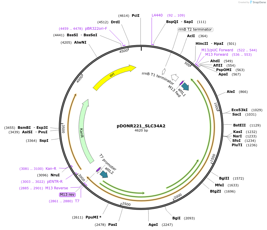 132088-plasmid-map-sequence-id-263862