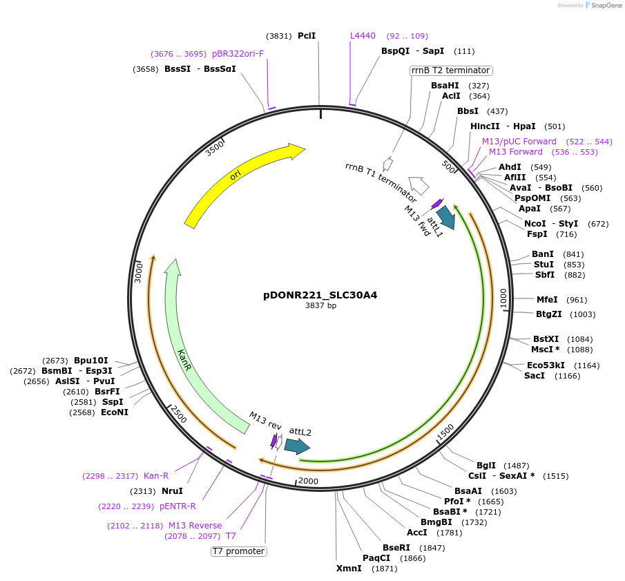 132089-plasmid-map-sequence-id-263863