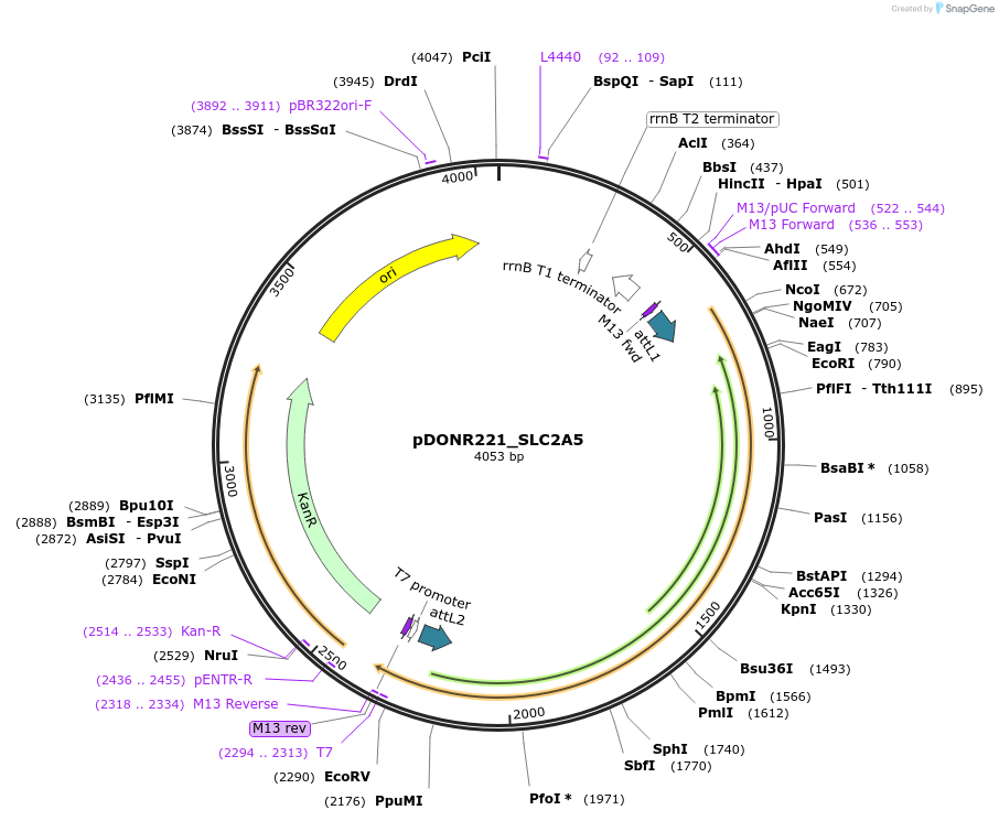 132090-plasmid-map-sequence-id-263864
