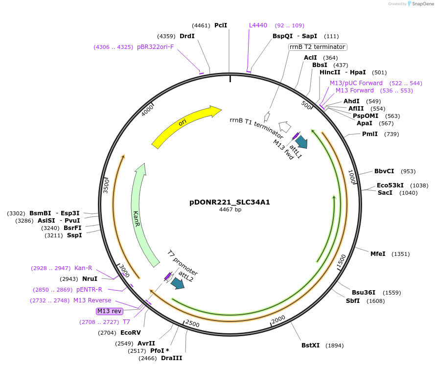 132100-plasmid-map-sequence-id-263865