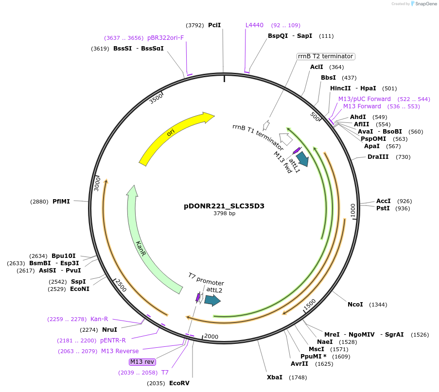 132110-plasmid-map-sequence-id-263866