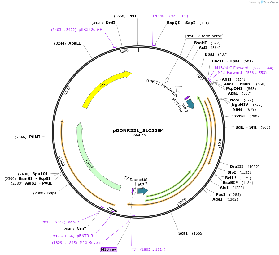 132120-plasmid-map-sequence-id-263867