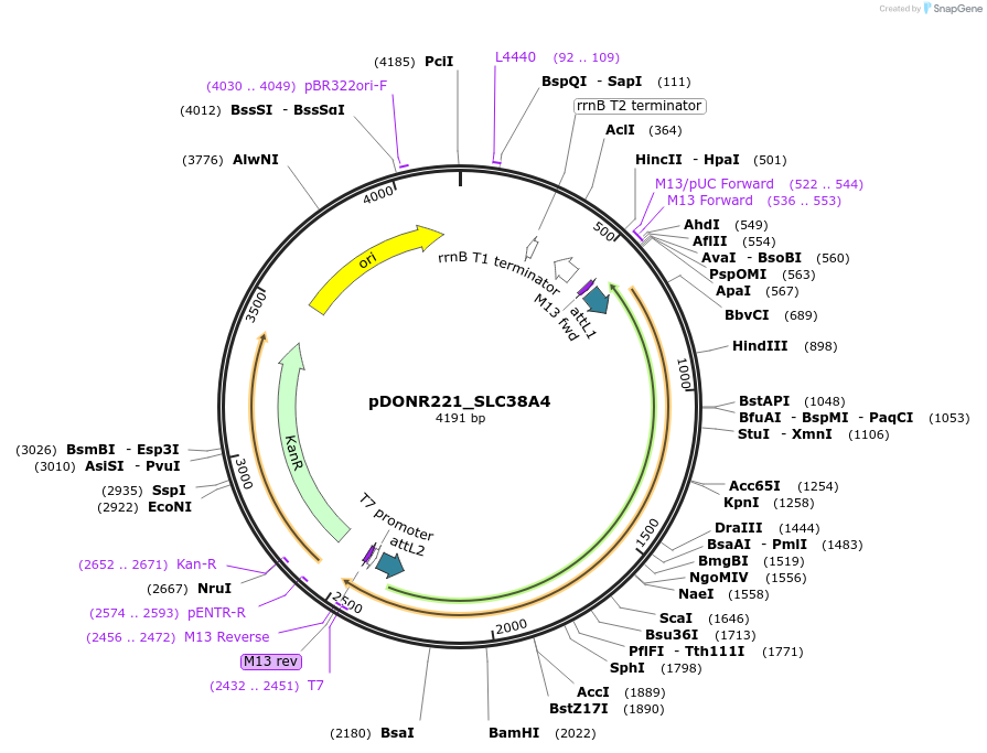 132130-plasmid-map-sequence-id-263869