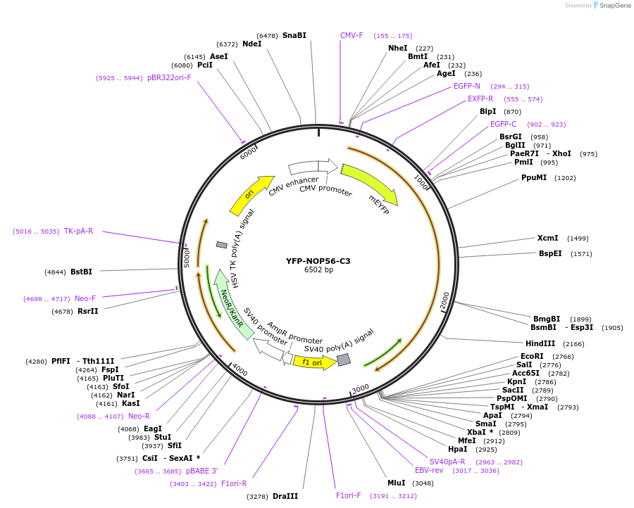 134536-plasmid-map-sequence-id-263870