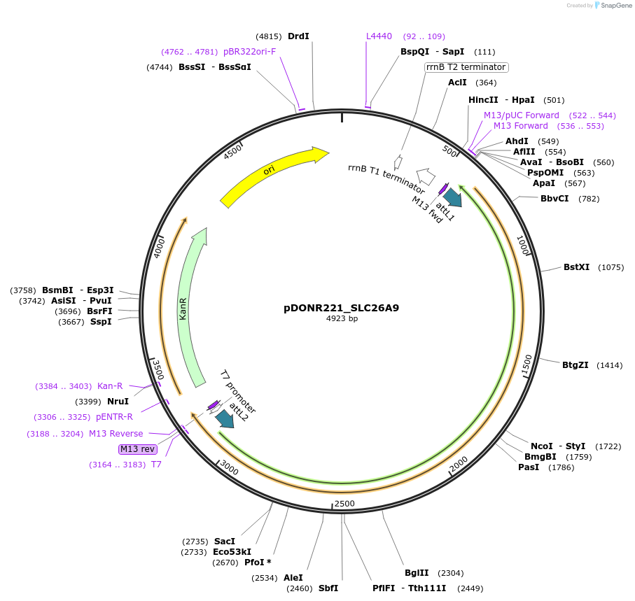 132140-plasmid-map-sequence-id-263871