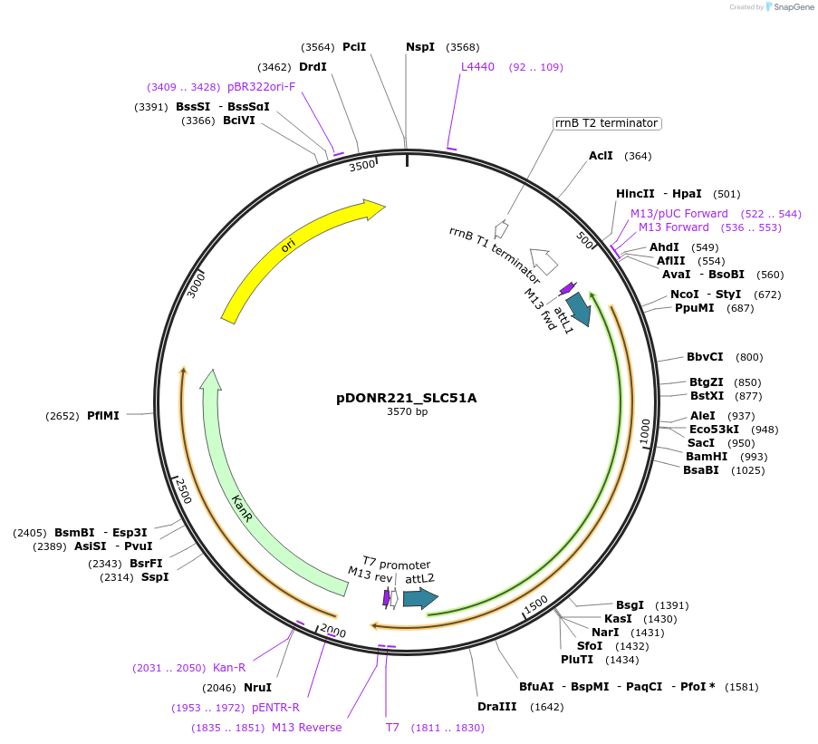 132240-plasmid-map-sequence-id-263872