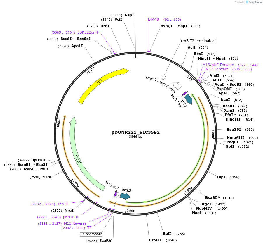 132251-plasmid-map-sequence-id-263873