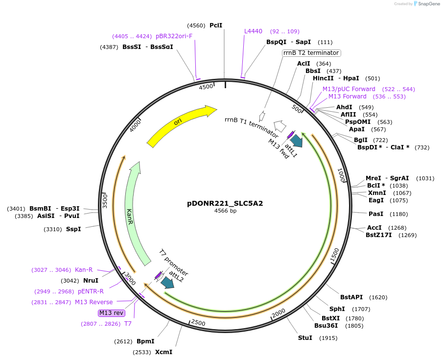 132241-plasmid-map-sequence-id-263874
