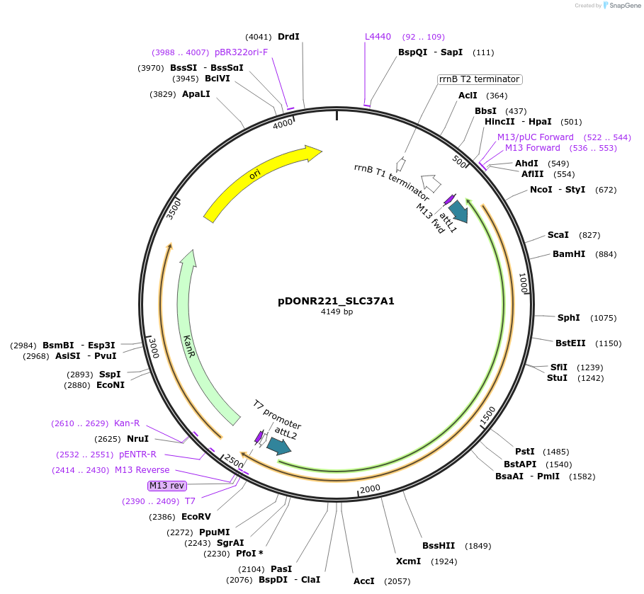 132131-plasmid-map-sequence-id-263875