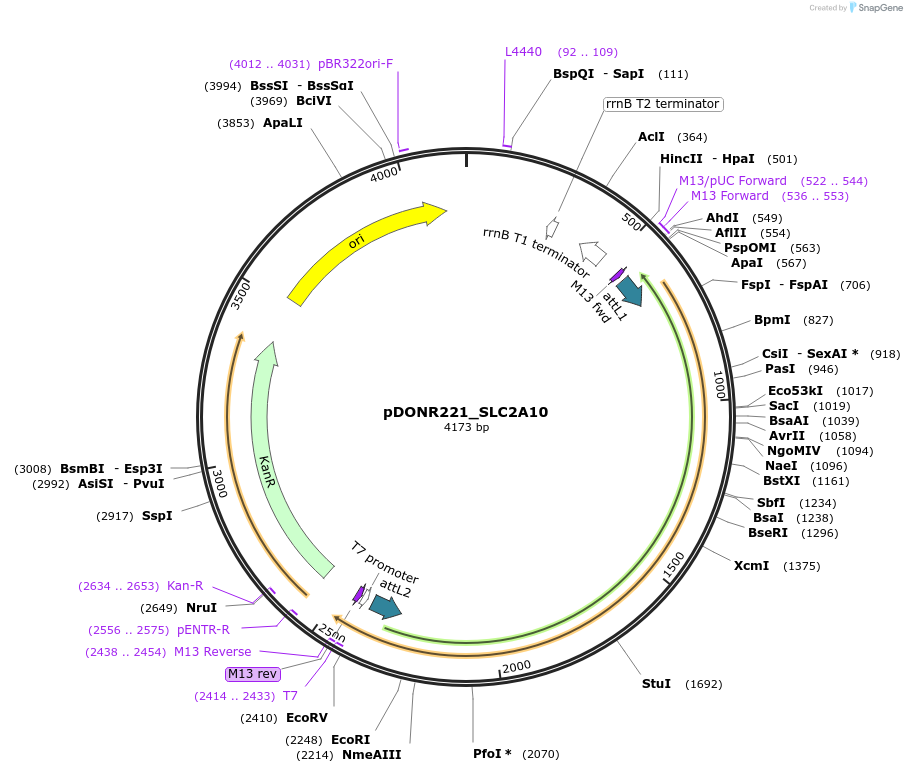132091-plasmid-map-sequence-id-263884