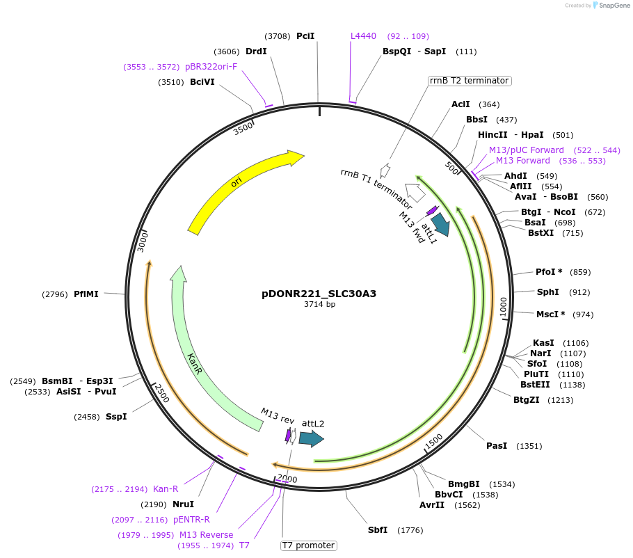 132101-plasmid-map-sequence-id-263888