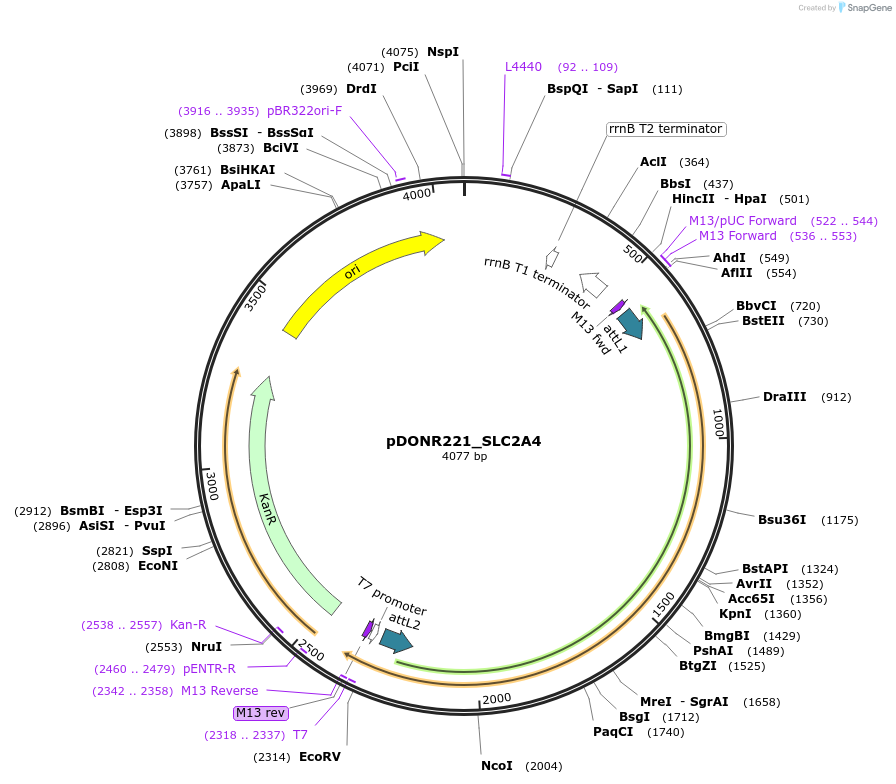 132102-plasmid-map-sequence-id-263889