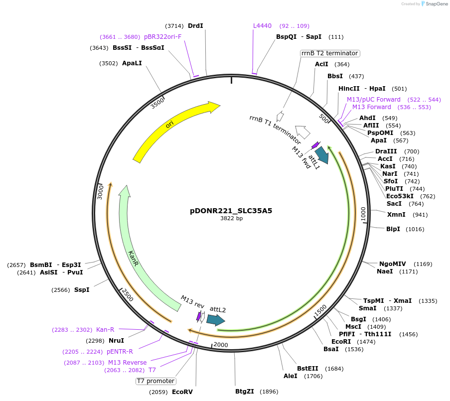 132111-plasmid-map-sequence-id-263891