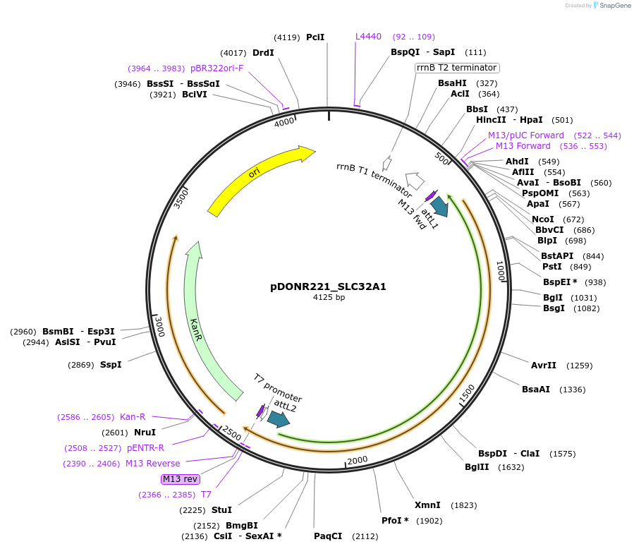132112-plasmid-map-sequence-id-263892