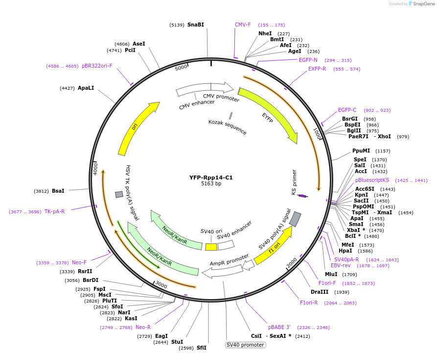 134540-plasmid-map-sequence-id-263904