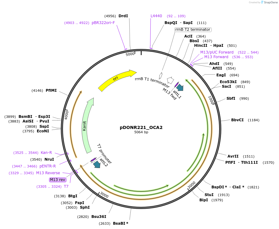 132253-plasmid-map-sequence-id-263905