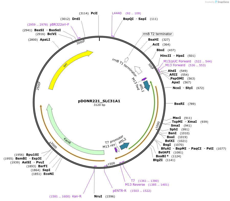 132252-plasmid-map-sequence-id-263909