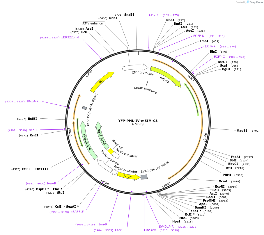 134529-plasmid-map-sequence-id-263910