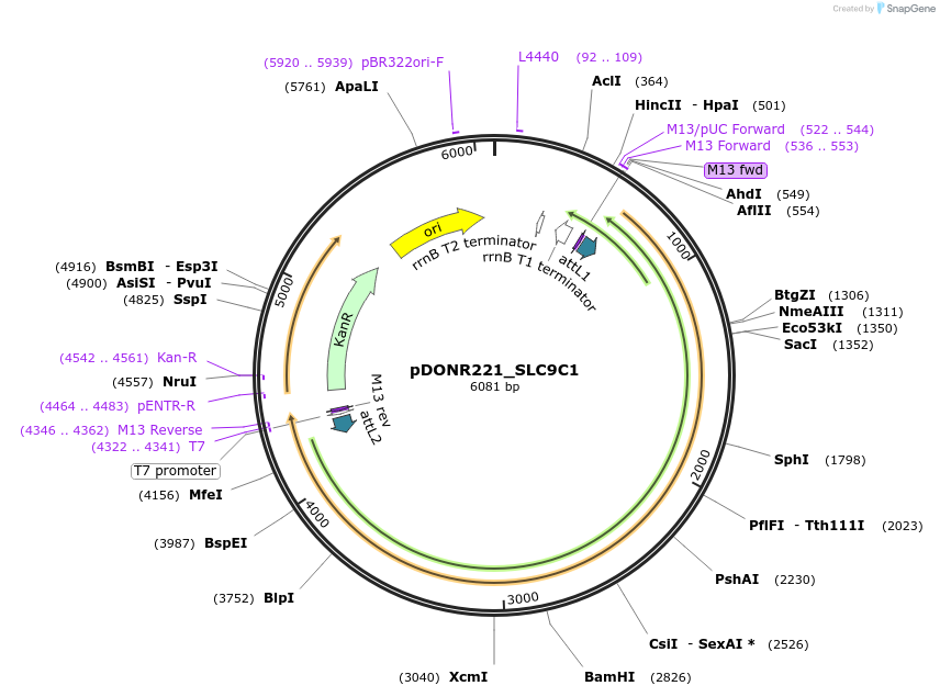 132247-plasmid-map-sequence-id-263914
