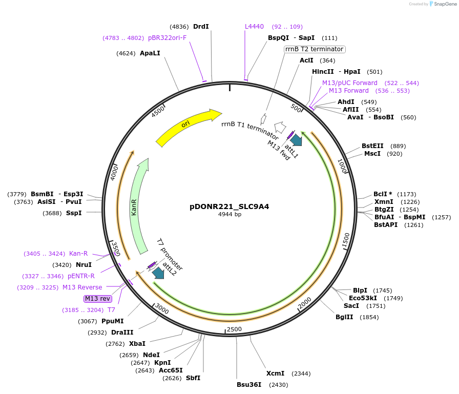 132246-plasmid-map-sequence-id-263916