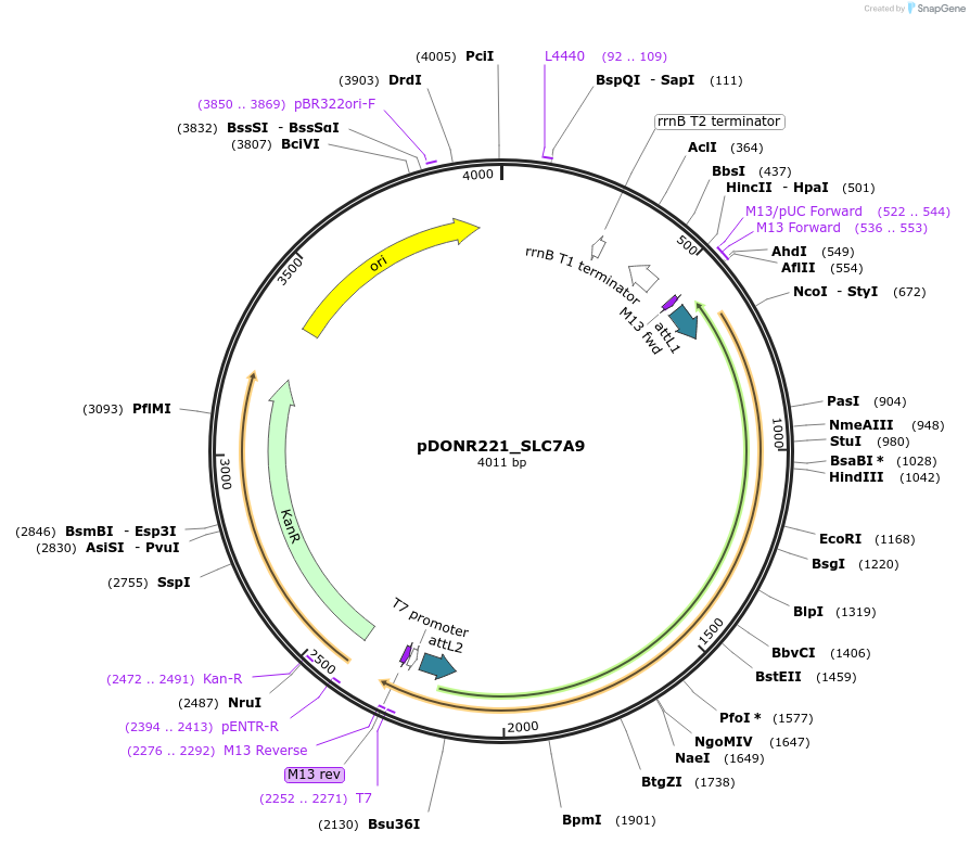 132245-plasmid-map-sequence-id-263920