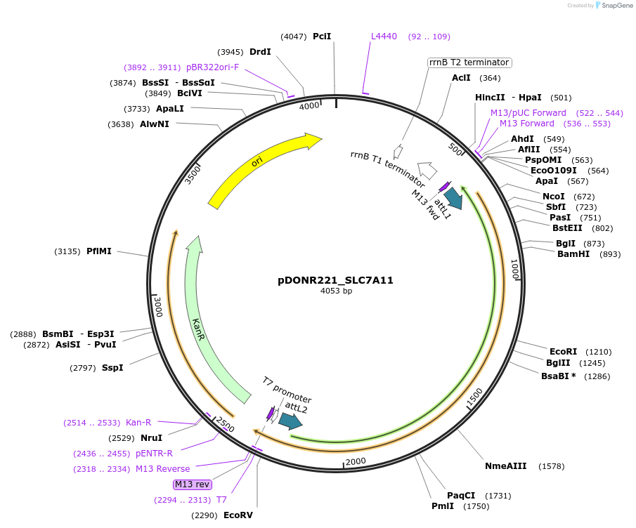 132244-plasmid-map-sequence-id-263923