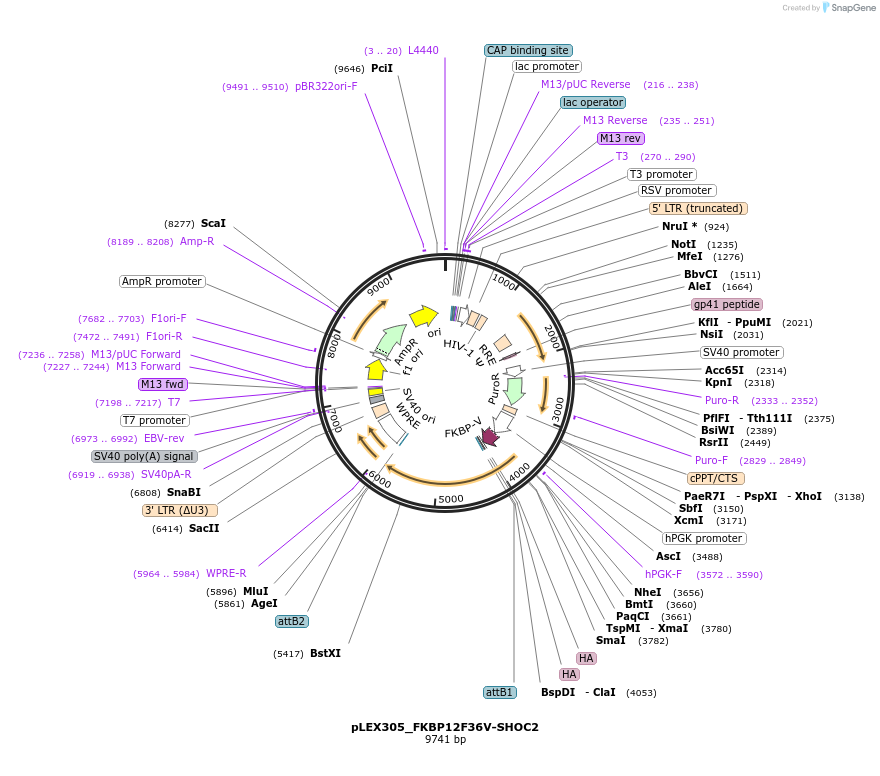 134522-plasmid-map-sequence-id-263924