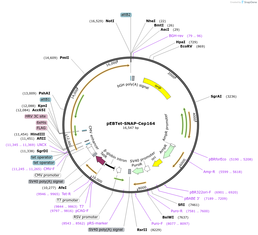 264080_map