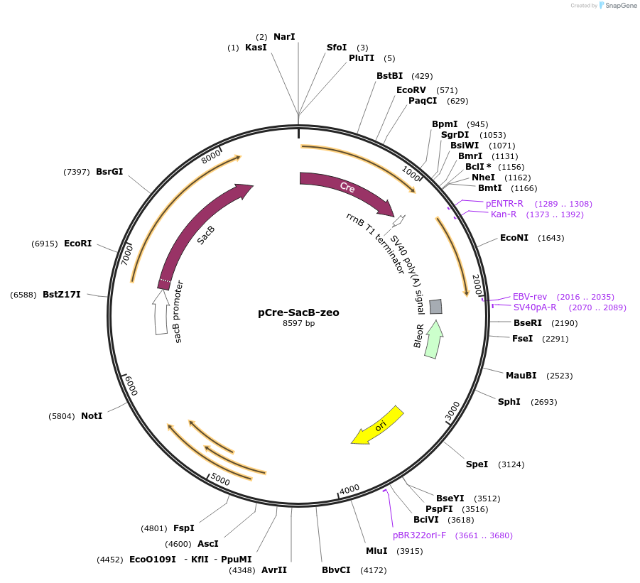 107706-plasmid-map-sequence-id-264187