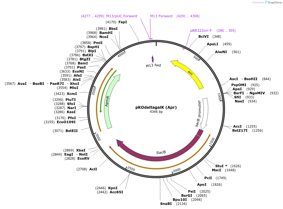 110091-plasmid-map-sequence-id-264191