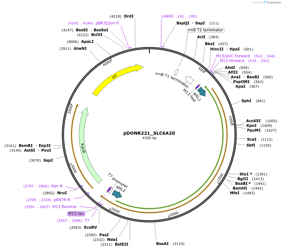 132243-plasmid-map-sequence-id-264194
