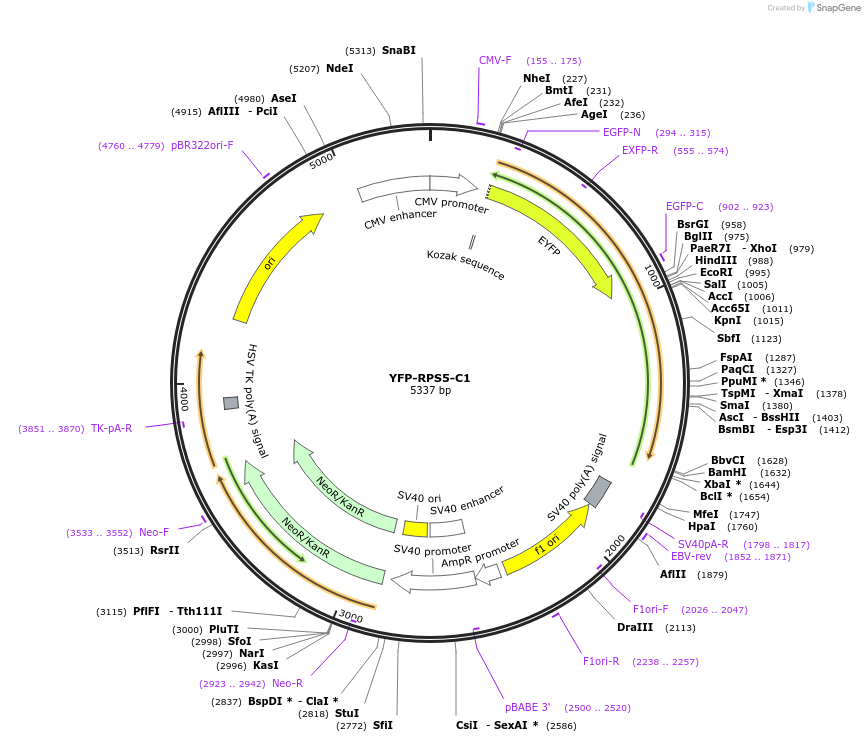 134534-plasmid-map-sequence-id-264196