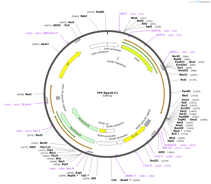 134545-plasmid-map-sequence-id-264198