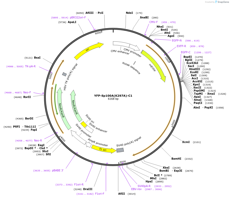 134552-plasmid-map-sequence-id-264204