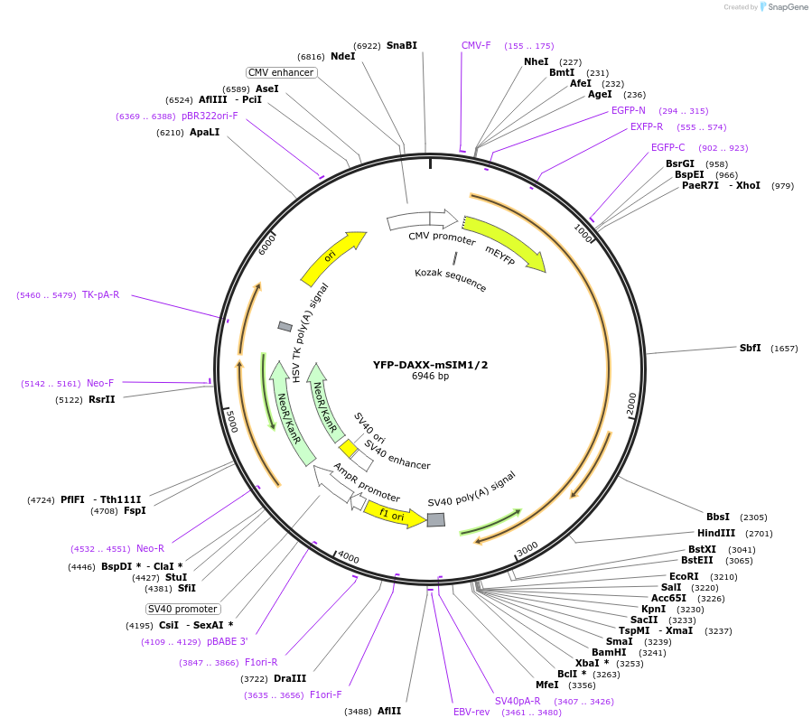 134525-plasmid-map-sequence-id-264206