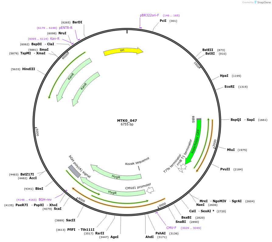 123977-plasmid-map-sequence-id-264211