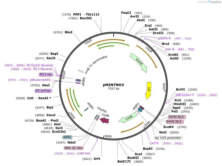110074-plasmid-map-sequence-id-264216