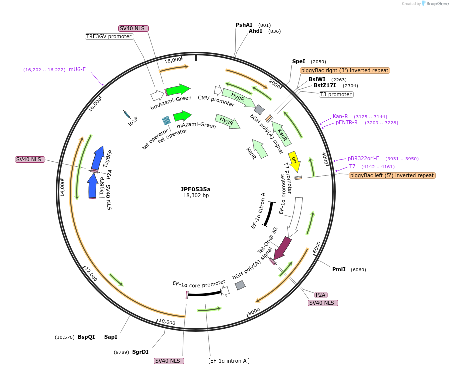124042-plasmid-map-sequence-id-264228